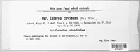 Coleroa circinans image